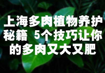 上海多肉植物养护秘籍 5个技巧让你的多肉又大又肥