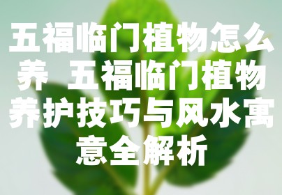 五福临门植物怎么养 五福临门植物养护技巧与风水寓意全解析