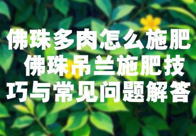 佛珠多肉怎么施肥 佛珠吊兰施肥技巧与常见问题解答