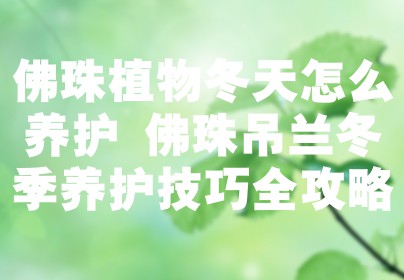 佛珠植物冬天怎么养护 佛珠吊兰冬季养护技巧全攻略