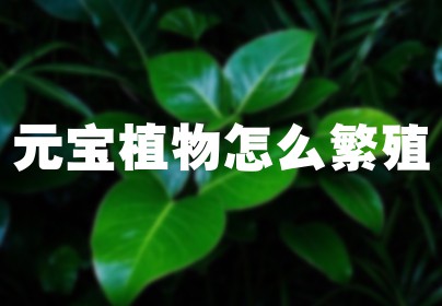 元宝植物怎么繁殖