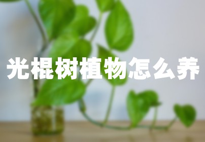 光棍树植物怎么养
