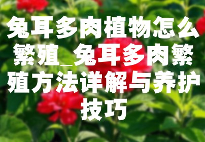 兔耳多肉植物怎么繁殖_兔耳多肉繁殖方法详解与养护技巧