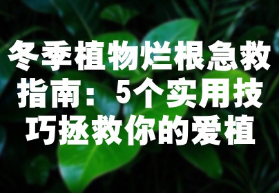 冬季植物烂根急救指南：5个实用技巧拯救你的爱植
