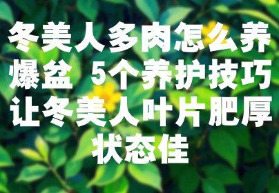 冬美人多肉怎么养爆盆 5个养护技巧让冬美人叶片肥厚状态佳