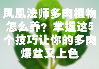 凤凰法师多肉植物怎么养？掌握这5个技巧让你的多肉爆盆又上色