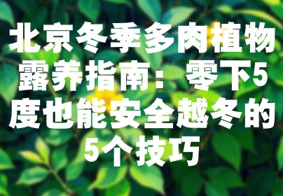 北京冬季多肉植物露养指南：零下5度也能安全越冬的5个技巧