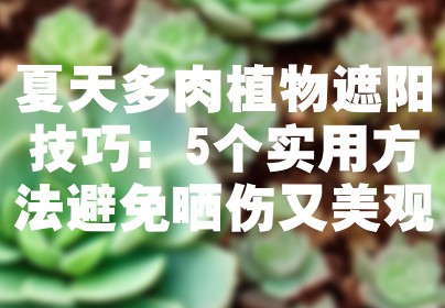 夏天多肉植物遮阳技巧：5个实用方法避免晒伤又美观