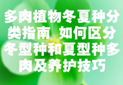 多肉植物冬夏种分类指南 如何区分冬型种和夏型种多肉及养护技巧