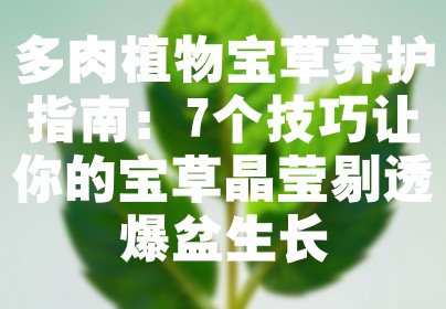 多肉植物宝草养护指南：7个技巧让你的宝草晶莹剔透爆盆生长