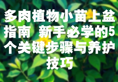 多肉植物小苗上盆指南 新手必学的5个关键步骤与养护技巧