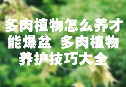 多肉植物怎么养才能爆盆 多肉植物养护技巧大全