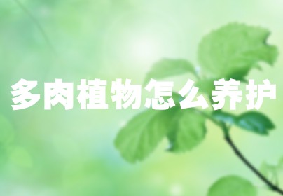 多肉植物怎么养护