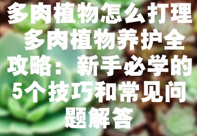 多肉植物怎么打理 多肉植物养护全攻略：新手必学的5个技巧和常见问题解答