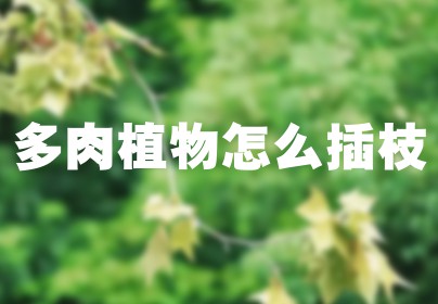 多肉植物怎么插枝