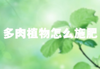 多肉植物怎么施肥