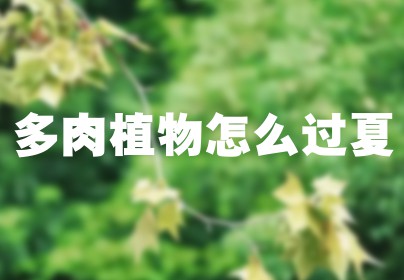 多肉植物怎么过夏