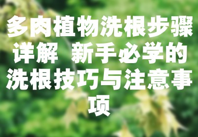多肉植物洗根步骤详解 新手必学的洗根技巧与注意事项