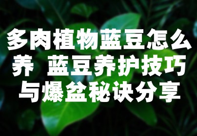多肉植物蓝豆怎么养 蓝豆养护技巧与爆盆秘诀分享