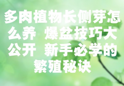 多肉植物长侧芽怎么养 爆盆技巧大公开 新手必学的繁殖秘诀