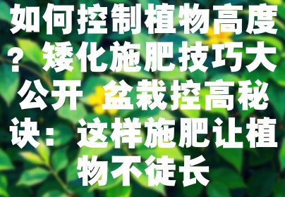 如何控制植物高度？矮化施肥技巧大公开 盆栽控高秘诀：这样施肥让植物不徒长