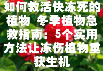 如何救活快冻死的植物 冬季植物急救指南：5个实用方法让冻伤植物重获生机