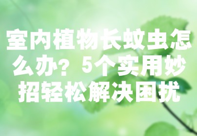 室内植物长蚊虫怎么办？5个实用妙招轻松解决困扰