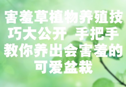 害羞草植物养殖技巧大公开 手把手教你养出会害羞的可爱盆栽