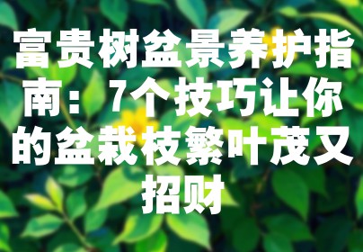 富贵树盆景养护指南：7个技巧让你的盆栽枝繁叶茂又招财