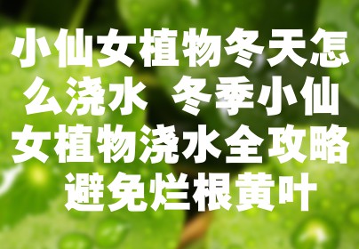 小仙女植物冬天怎么浇水 冬季小仙女植物浇水全攻略 避免烂根黄叶