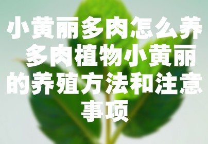 小黄丽多肉怎么养 多肉植物小黄丽的养殖方法和注意事项
