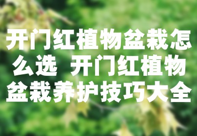 开门红植物盆栽怎么选 开门红植物盆栽养护技巧大全