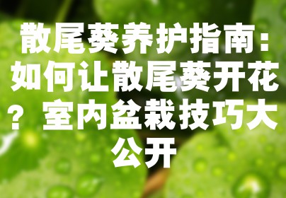 散尾葵养护指南：如何让散尾葵开花？室内盆栽技巧大公开