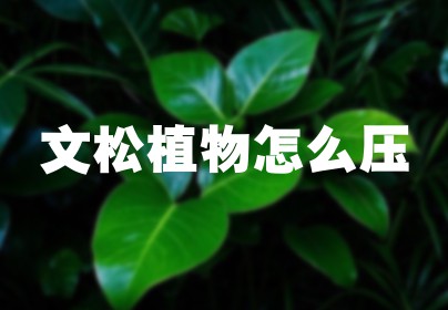 文松植物怎么压