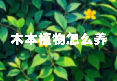 木本植物怎么养