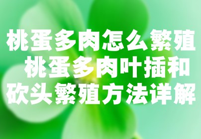 桃蛋多肉怎么繁殖 桃蛋多肉叶插和砍头繁殖方法详解