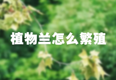 植物兰怎么繁殖