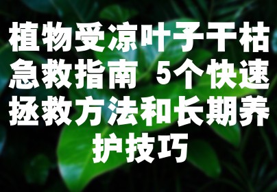 植物受凉叶子干枯急救指南 5个快速拯救方法和长期养护技巧