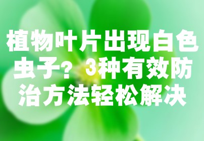 植物叶片出现白色虫子？3种有效防治方法轻松解决