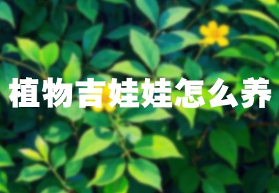 植物吉娃娃怎么养