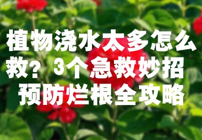 植物浇水太多怎么救？3个急救妙招+预防烂根全攻略