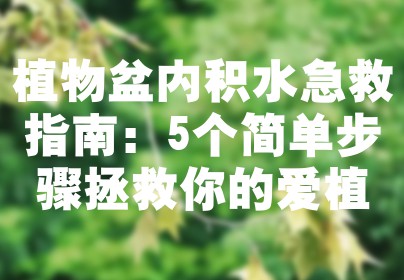 植物盆内积水急救指南：5个简单步骤拯救你的爱植