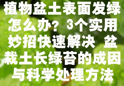 植物盆土表面发绿怎么办？3个实用妙招快速解决 盆栽土长绿苔的成因与科学处理方法