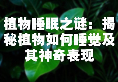 植物睡眠之谜：揭秘植物如何睡觉及其神奇表现