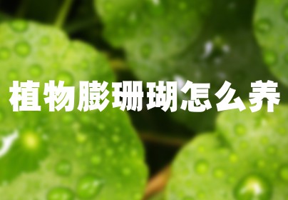 植物膨珊瑚怎么养