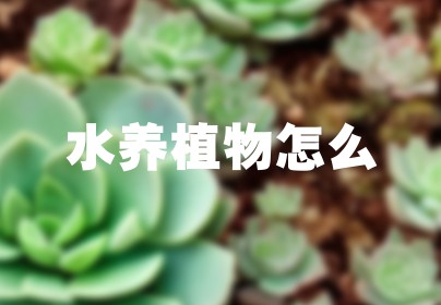 水养植物怎么