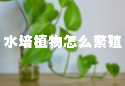 水培植物怎么繁殖