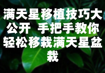 满天星移植技巧大公开 手把手教你轻松移栽满天星盆栽