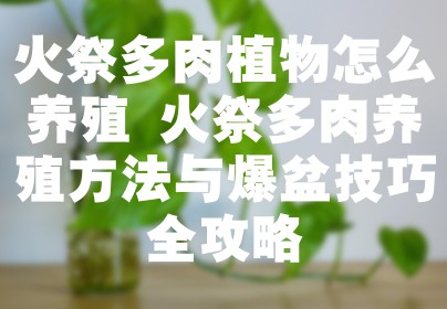 火祭多肉植物怎么养殖 火祭多肉养殖方法与爆盆技巧全攻略