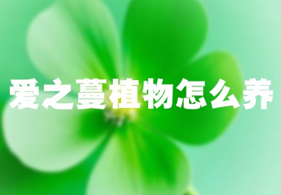 爱之蔓植物怎么养